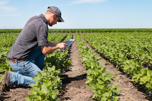 Photo of a man collecting data while inspecting crops